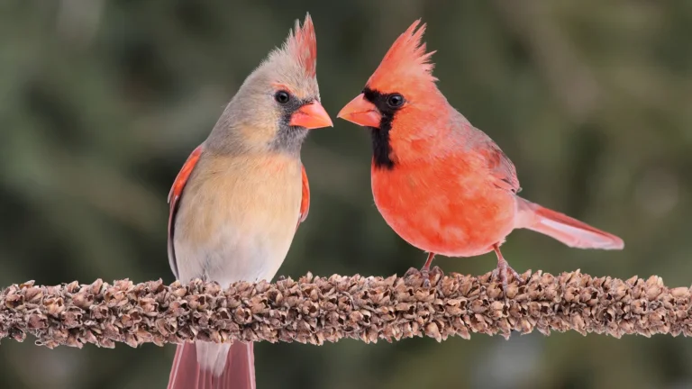 How To Attract Cardinals To Your Yard In 12 Simple Methods