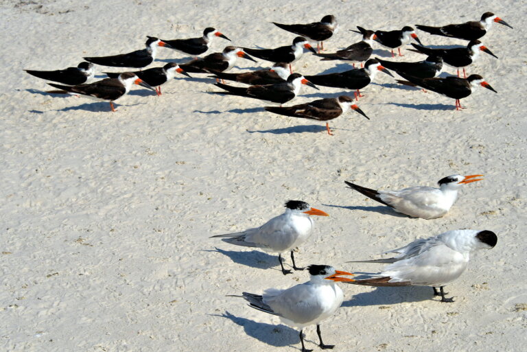 16 Types Of Florida Beach Birds (Inc. Awesome Photos)