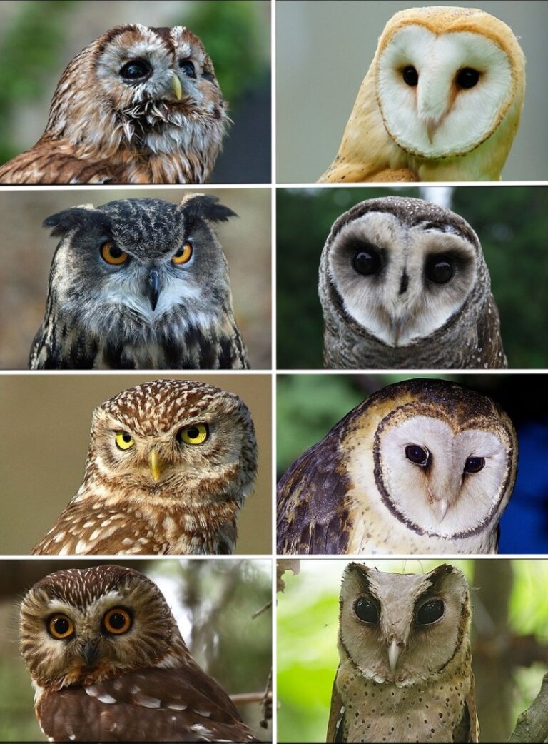 8 Types Of Owls In Georgia (Inc. Awesome Photos)