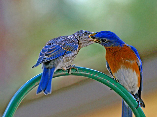 Blog  2015jun Bluebird Eatinge 