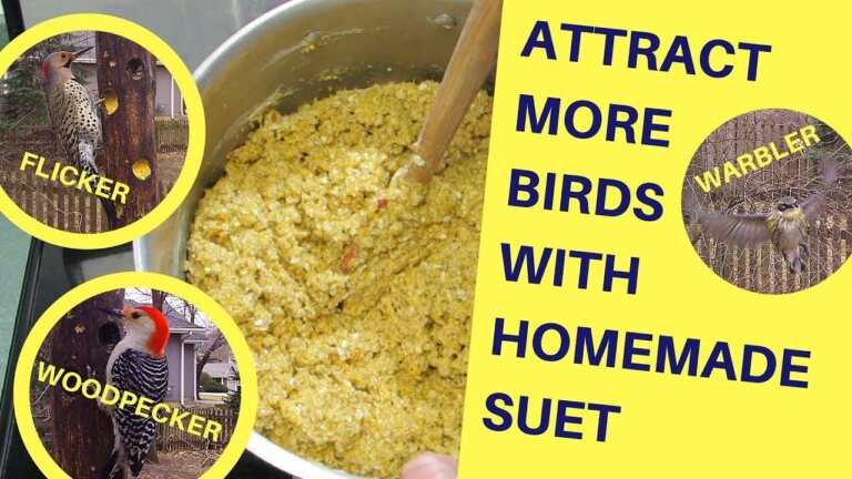 How To Make Homemade Suet For Birds? 3 Easiest Ways