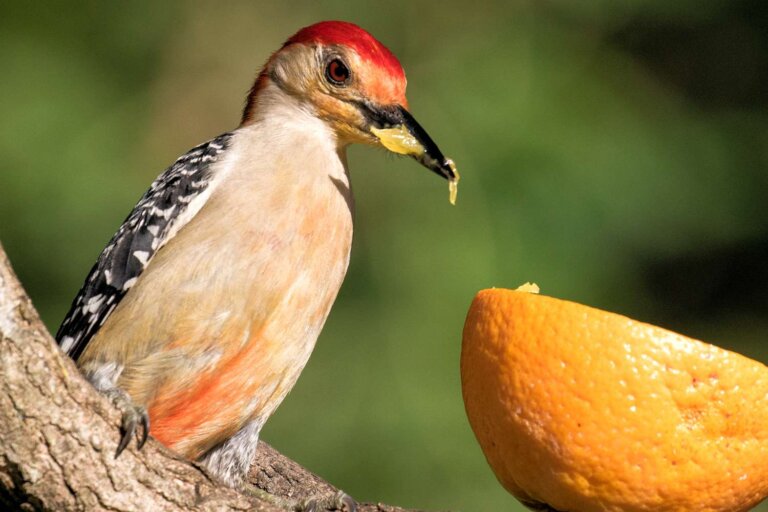 What Do Woodpeckers Eat? 10 Most Common Foods